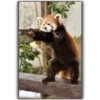 Panda 15