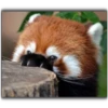 Panda 16