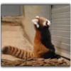 Panda 17