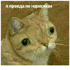 Сергели 19