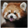 Panda 18