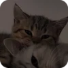 catsss is little love 6