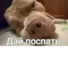Варька и её дрYзьR 15