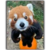 Panda 19