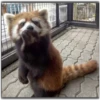 Panda 20