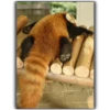 Panda 21