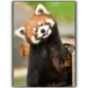 Panda 22
