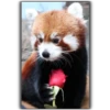 Panda 23