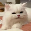 catsss is little love 7