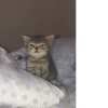 catsss is little love 8