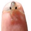 Snake poison 20