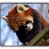 Panda 24