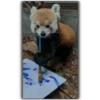 Panda 25