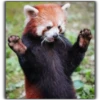 Panda 26