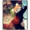 Panda 27