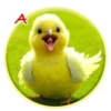 Crazy Chicken! 5