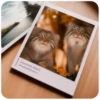 Autumn Manul 6