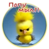 Crazy Chicken! 15