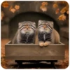 Autumn Manul 9