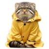 Autumn Manul 10