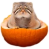 Autumn Manul 13