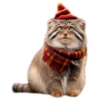 Autumn Manul 14