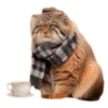 Autumn Manul 16