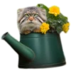 Autumn Manul 21