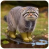 Autumn Manul 22