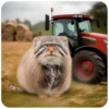 Autumn Manul 23