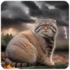Autumn Manul 24