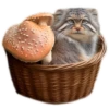 Autumn Manul 25