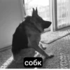 дед насвай 7