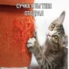 Memes 5