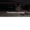 дед насвай 12