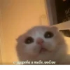 Cute Cats @anime4_arts 9