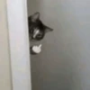 Simba by 16