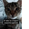 дед насвай 17