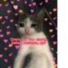 Cute Cats @anime4_arts 23