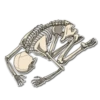 Skeleton Bob / By OsmerOmar 26