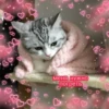 Cute Cats @anime4_arts 24