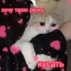 Cute Cats @anime4_arts 29