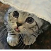 BOH, SONO IO 5