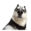 memes de cachorros 5