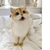 BOH, SONO IO 6