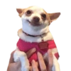 memes de cachorros 6