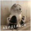 Kiss 8