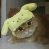 Cats Mood | @Berly 6