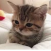 BOH, SONO IO 9