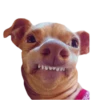memes de cachorros 9